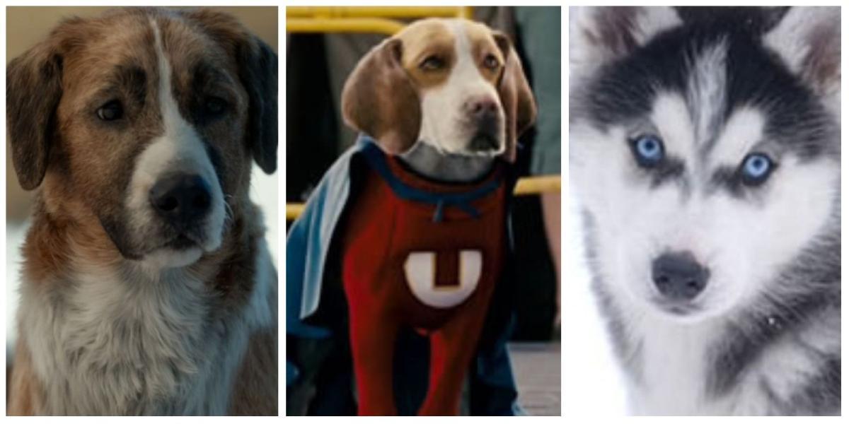 10 melhores filmes e programas da HBO Max para amantes de cães