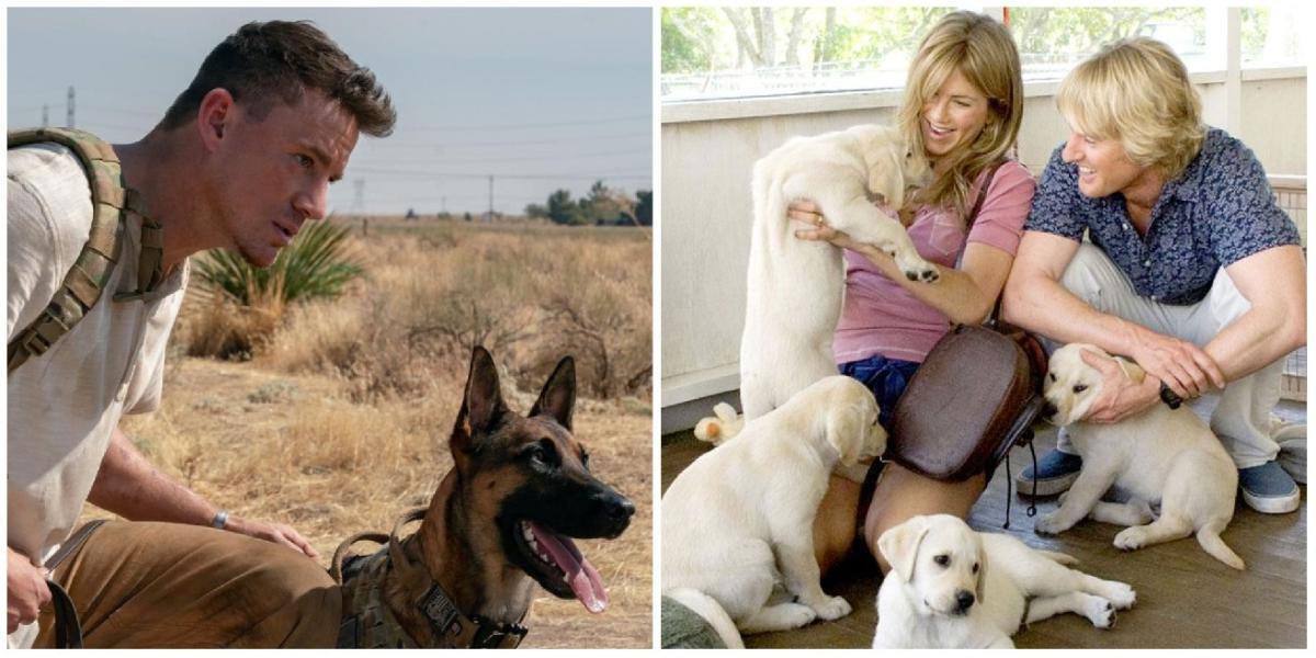 10 melhores filmes e programas para amantes de cães no Amazon Prime Video