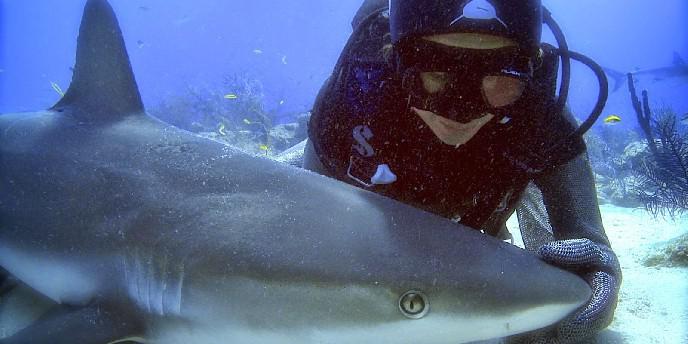 6 grandes documentários sobre tubarões