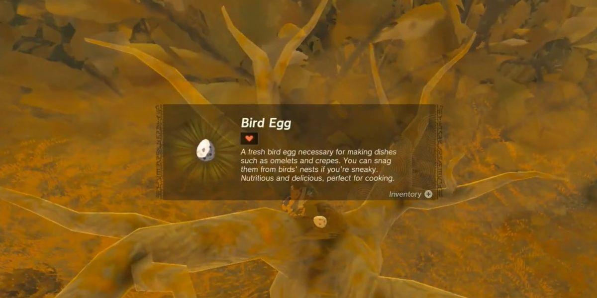 Link coleta um ovo de pássaro em Tears of the Kingdom