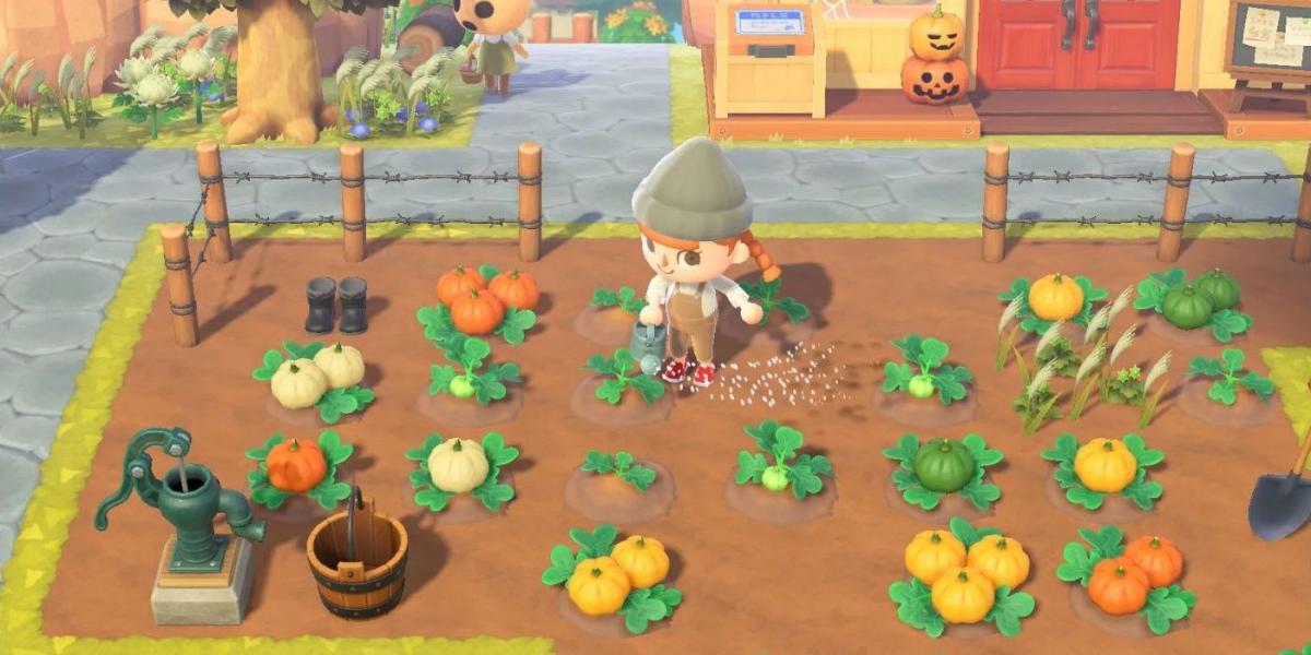 Cultivando abóboras e regando-as em Animal Crossing New Horizons