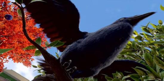 Aterrado: o que o corvo faz?