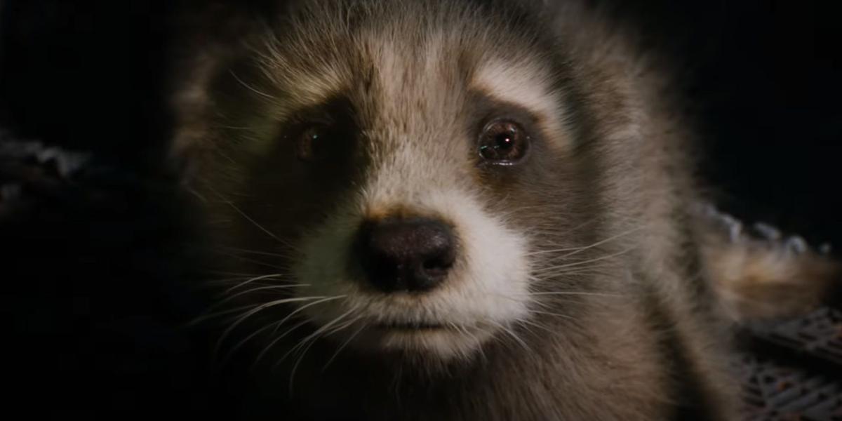 Young_Rocket_look_scared_in_Guardians_of_the_Galaxy_Vol_3