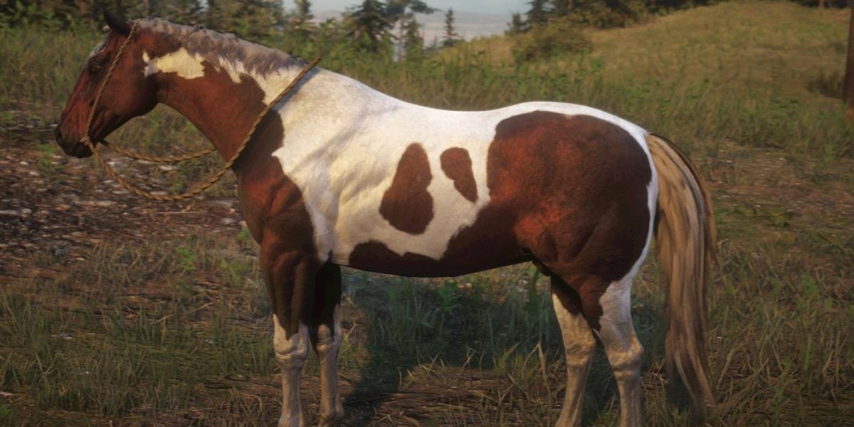 Grey Overo American Paint Horse em Red Dead Online