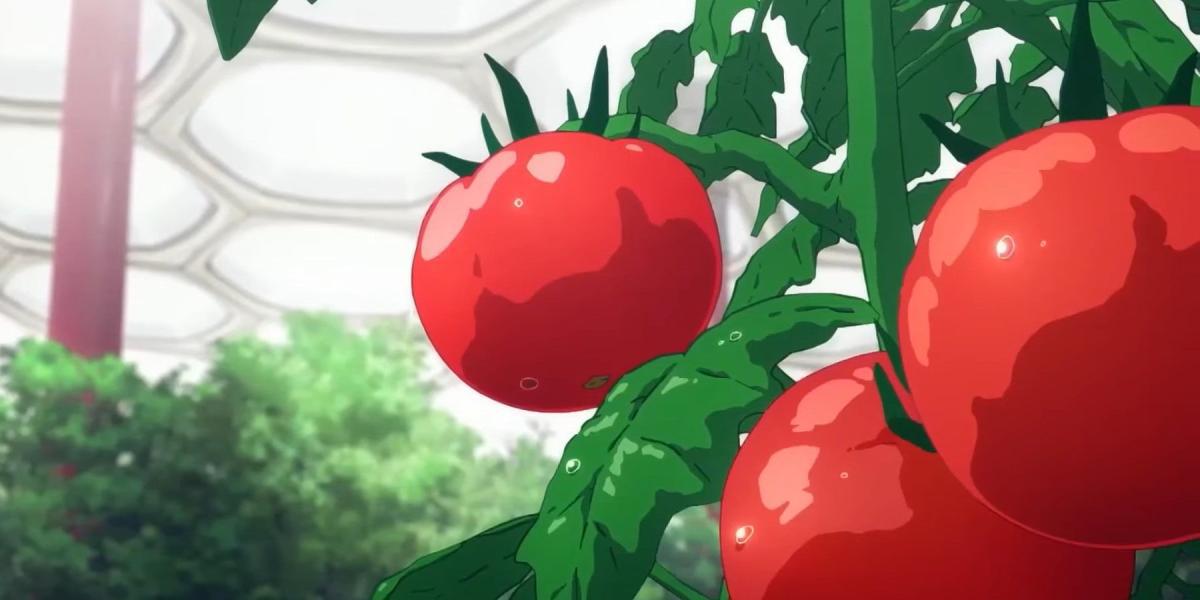 Tomates – Ilusão Celestial