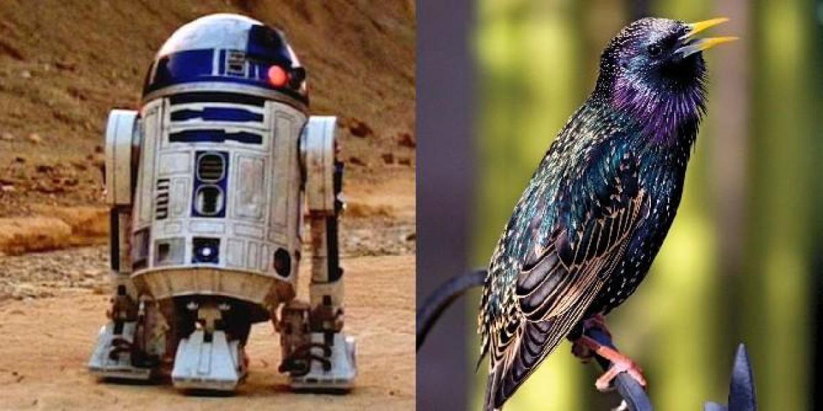 Este pássaro faz uma impressão R2-D2 perfeita (e sim, é real)