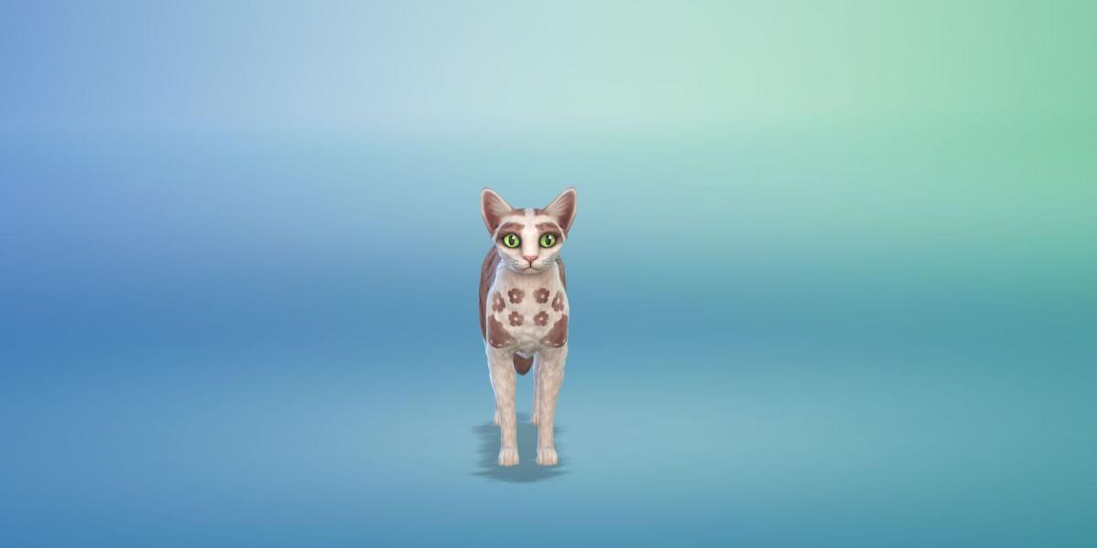 Gato músico de casamento ataca convidados em The Sims 4