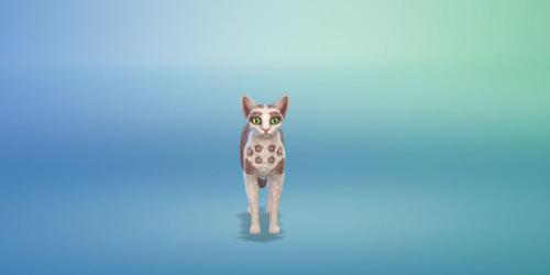 Gato músico de casamento ataca convidados em The Sims 4