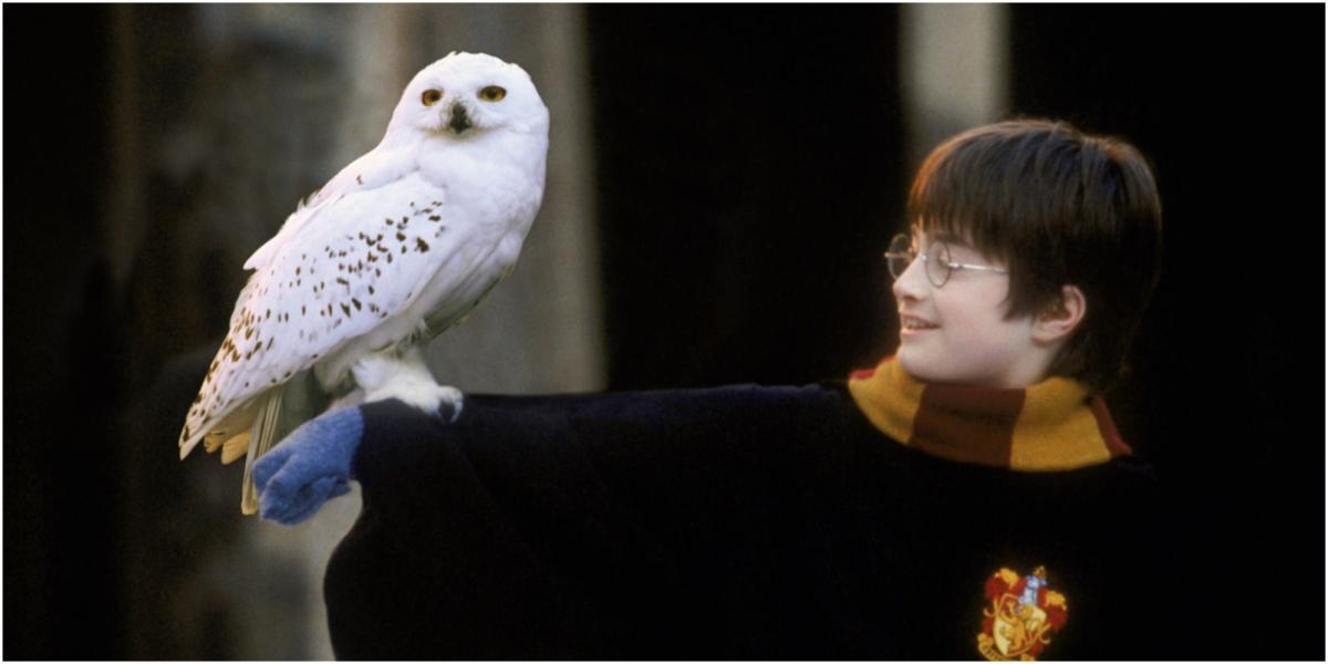 Imagem do filme Harry Potter de Harry e Hedwig Gryffindor Snow Owl Daniel Radcliff