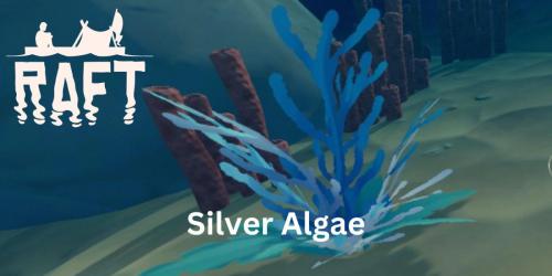 Jangada: onde encontrar algas prateadas