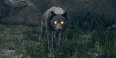 Jogador de Elden Ring usa lobos para ataque surpresa mortal