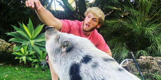 Logan Paul explica o que aconteceu com sua pérola de porco de estimação