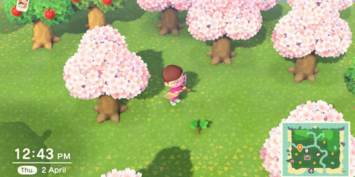 Um broto de árvore em Animal Crossing New Horizons