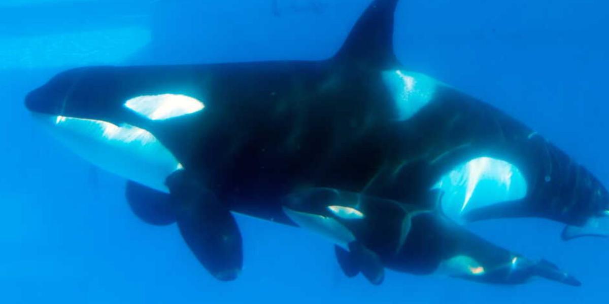 (foto) debaixo d'água, uma orca com um bebê orca