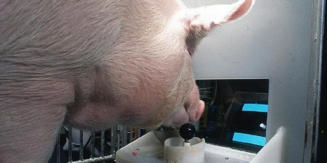Pesquisa mostra que porcos podem aprender a jogar videogame