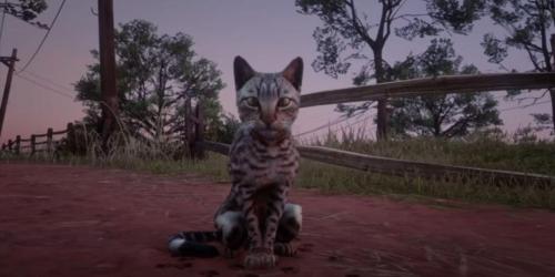 Red Dead Redemption 3: O cowboy amante de gatos