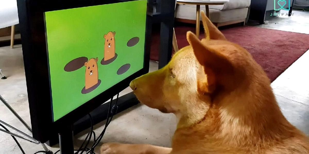 Startup britânica planeja criar console de jogos para cães
