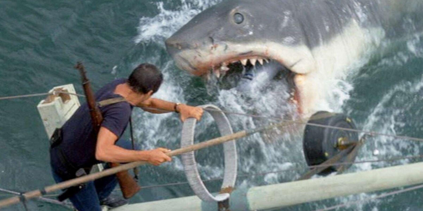 Steven Spielberg lamenta o papel que Jaws desempenhou na dizimação da população de tubarões