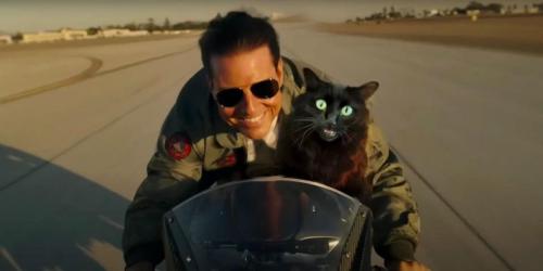 Top Gun: Trailer de Maverick é refeito com um gato como o ala de Tom Cruise