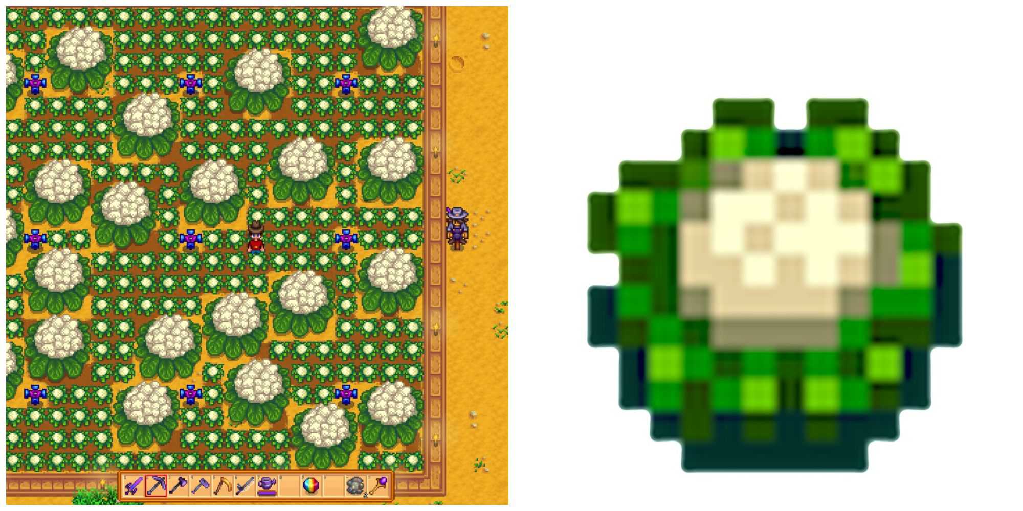 Picture showing Cauliflower and Giant Cauliflower in Stardew Valley.