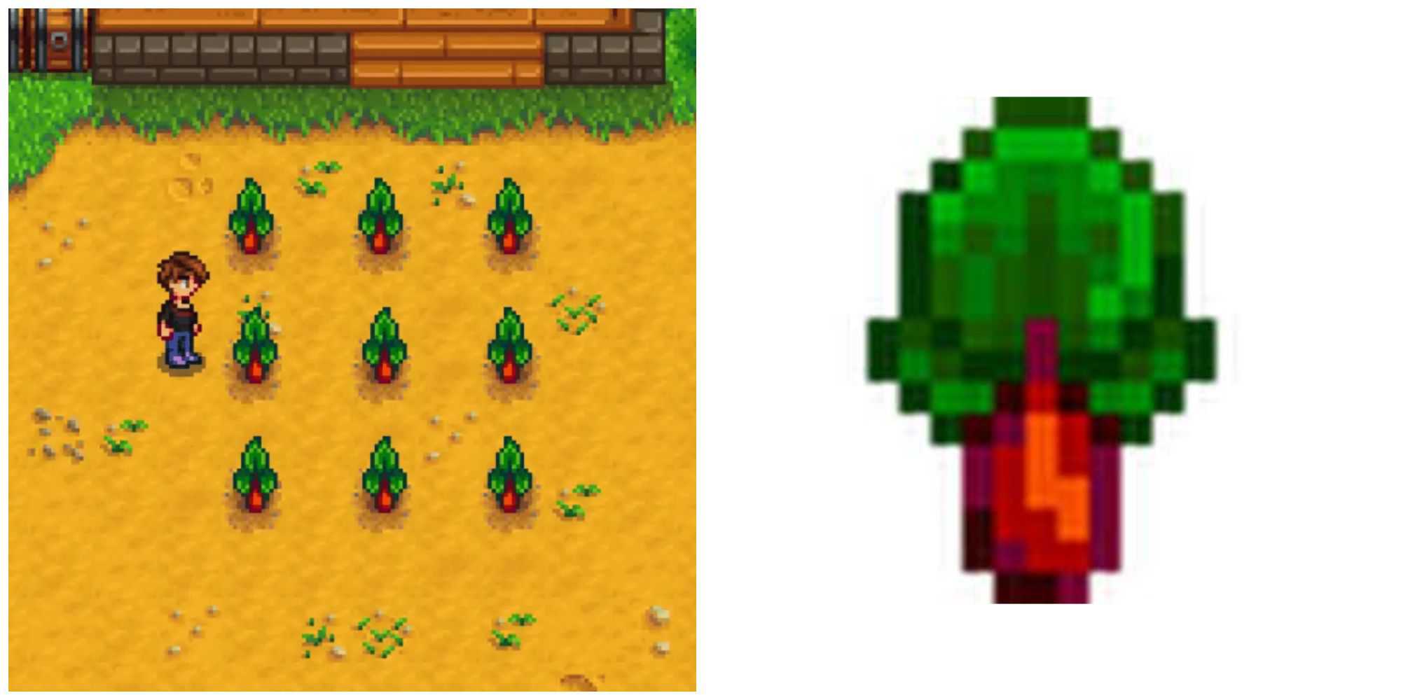 Picture showing Rhubarb in Stardew Valley.