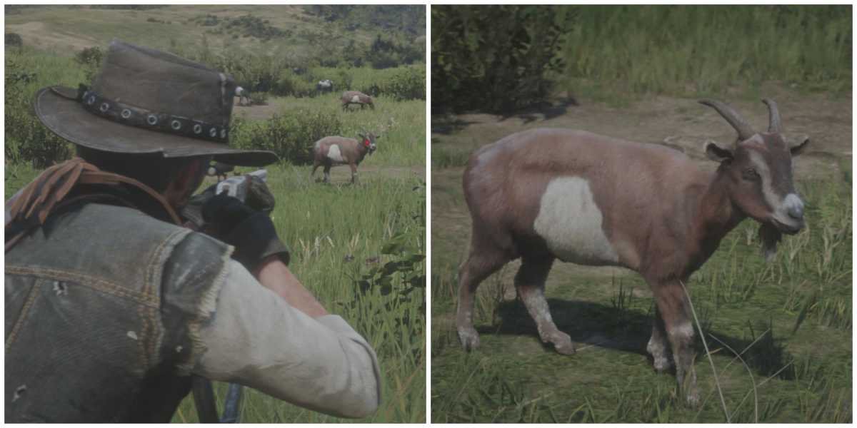 Onde Encontrar Cabras em Red Dead Redemption 2