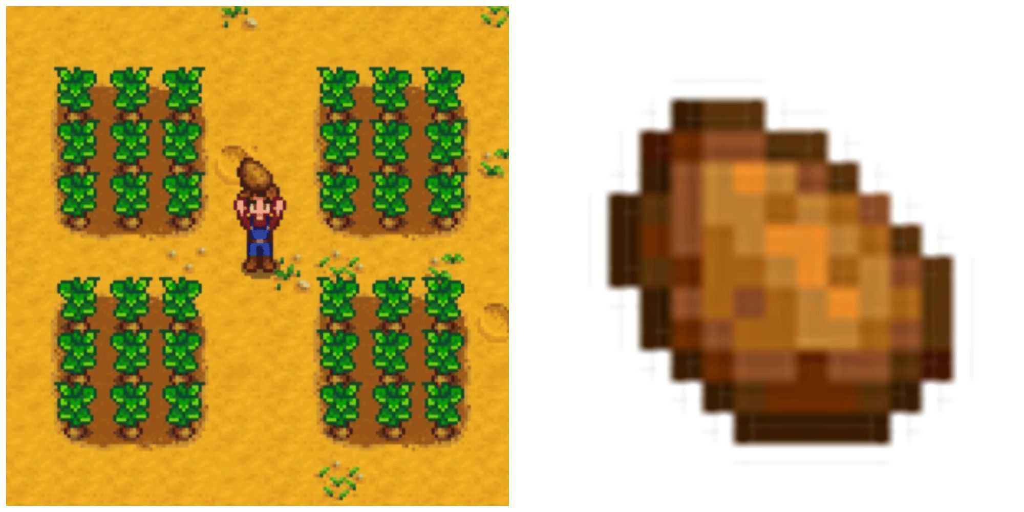 Picture showing Potatoes in Stardew Valley.