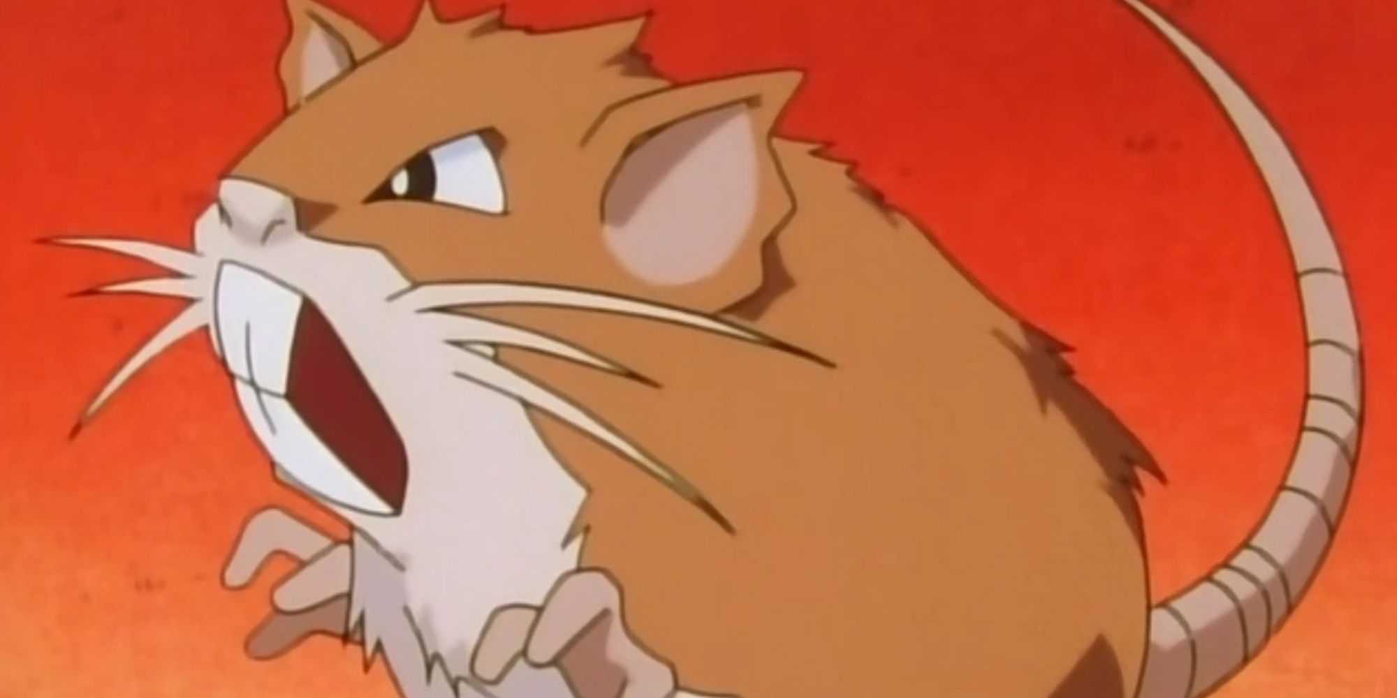 Raticate In the Pokemon Anime