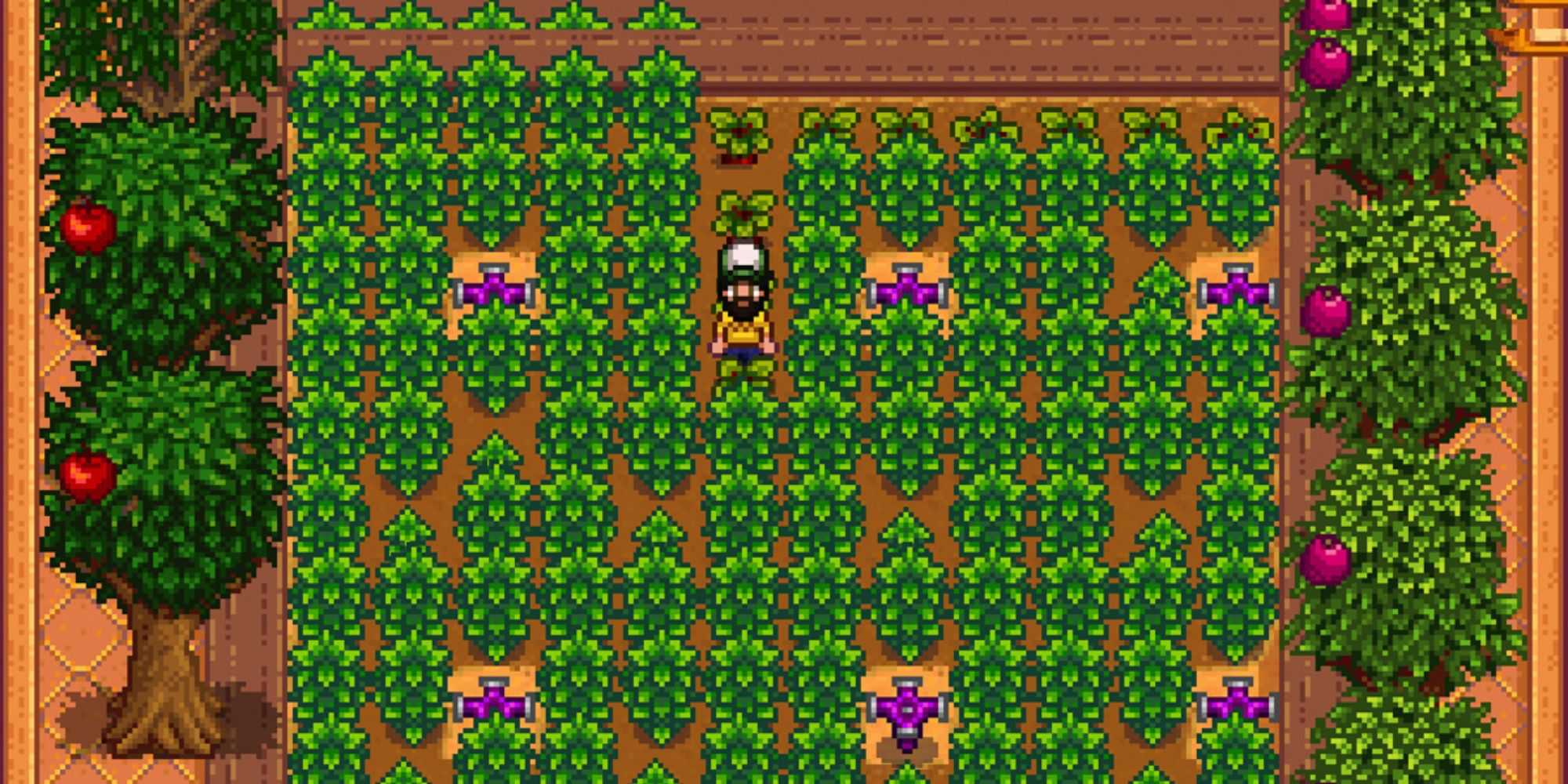 Stardew Valley Coffee Bean Farm