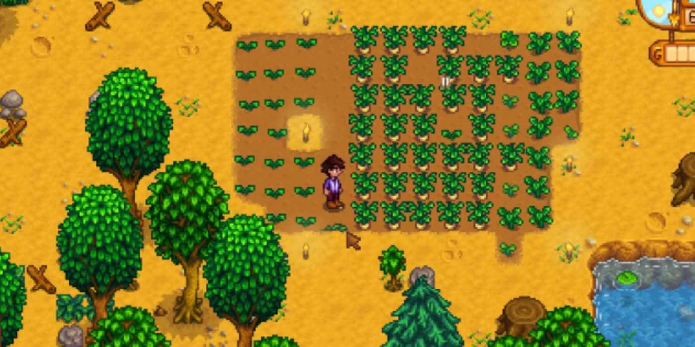 A screenshot of parsnips growing in Stardew Valley.