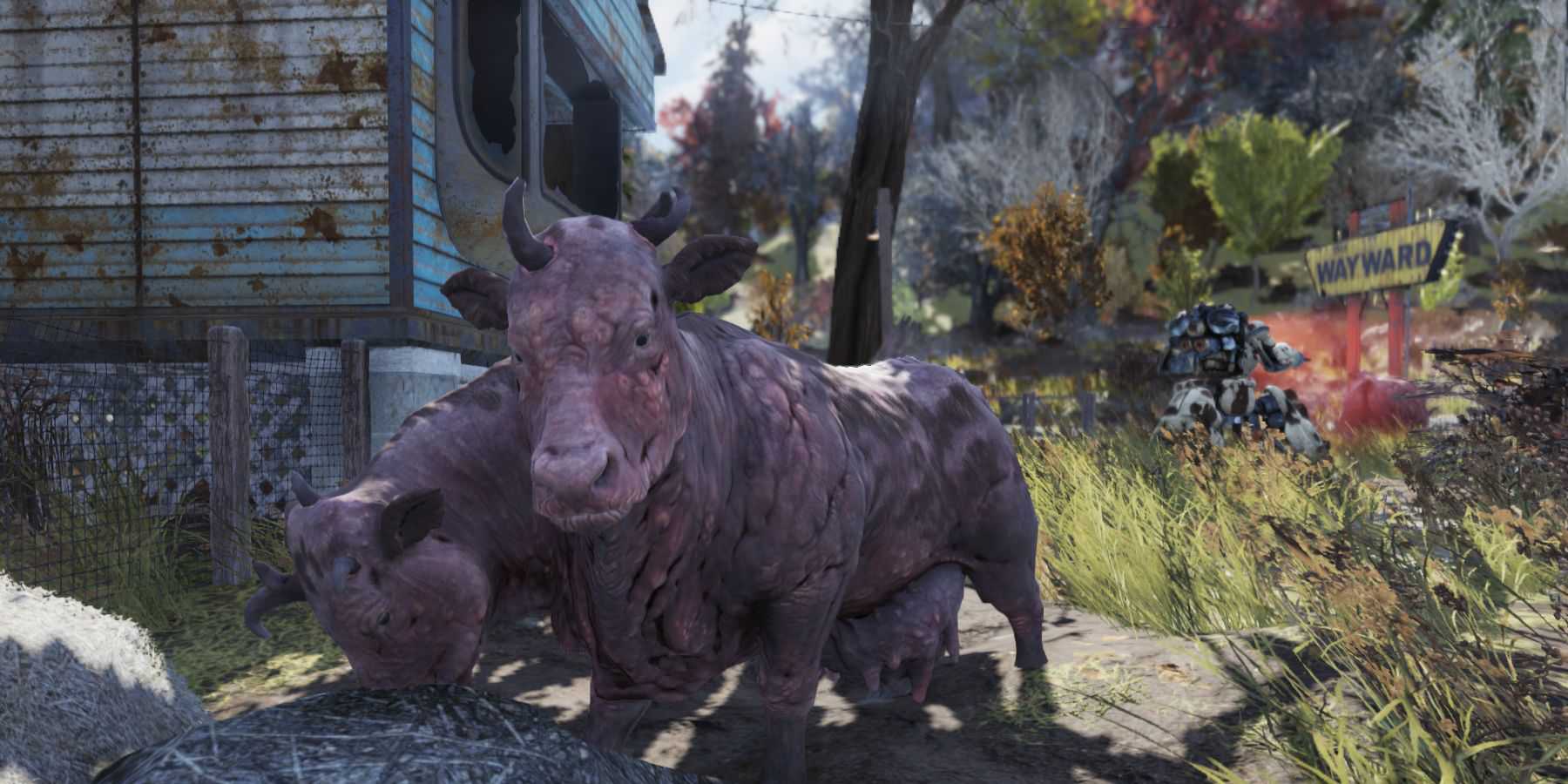 Fallout 76 Brahmin and Bessie outside the Wayward Bar