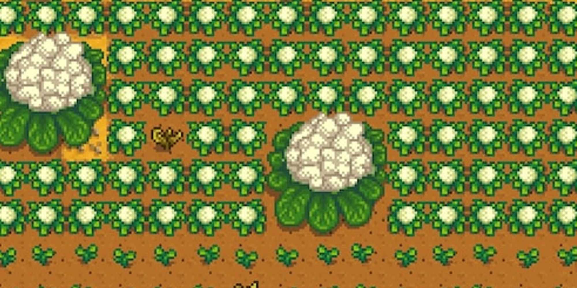 Cauliflower crop with giant crops mixed in