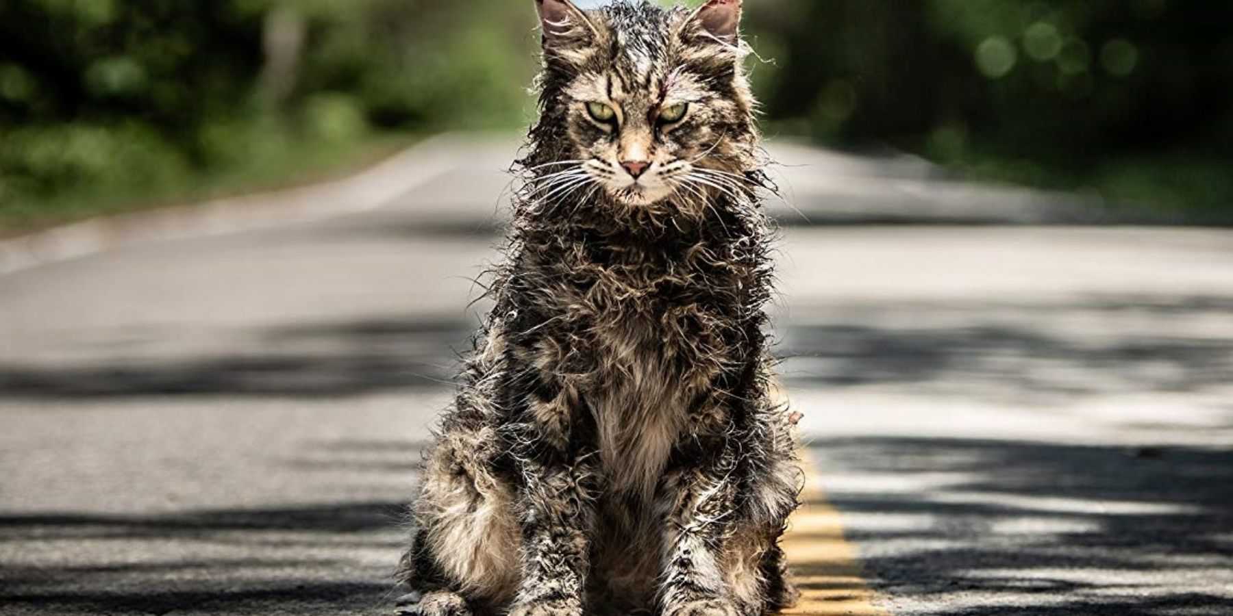 The cat in Pet Sematary: Bloodlines