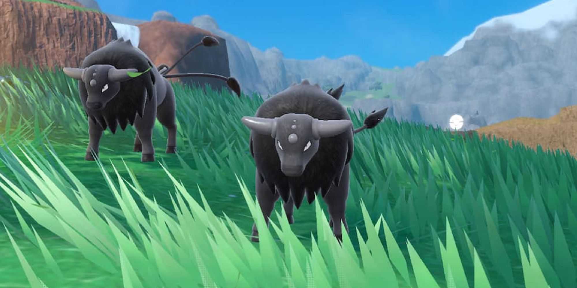 Paldean Tauros In Pokemon Scarlet & Violet