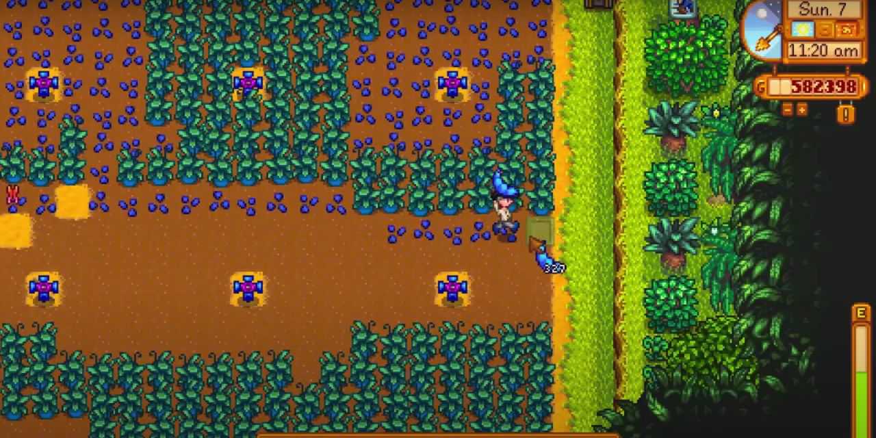 A huge plot of Qi Fruit in Stardew Valley