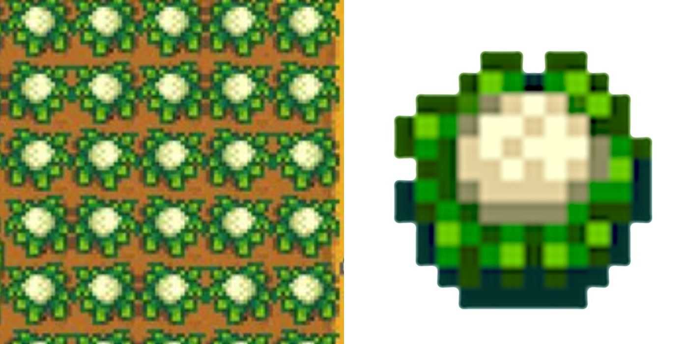 cauliflower in Stardew Valley